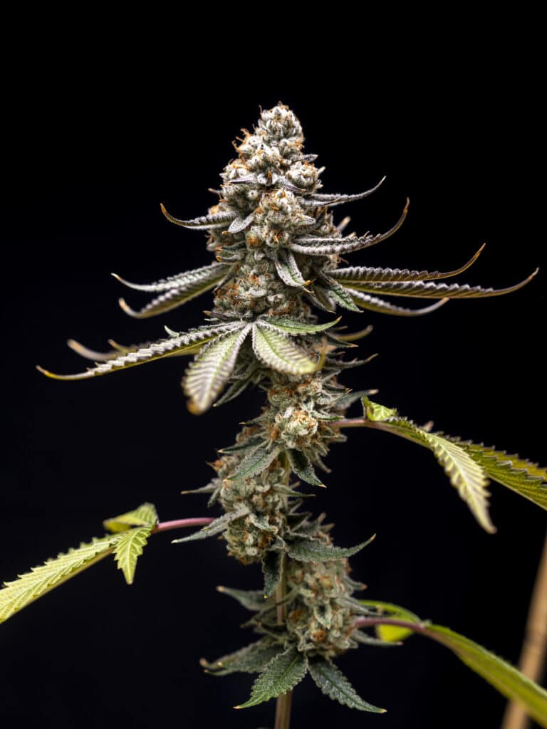 Pink Truffle