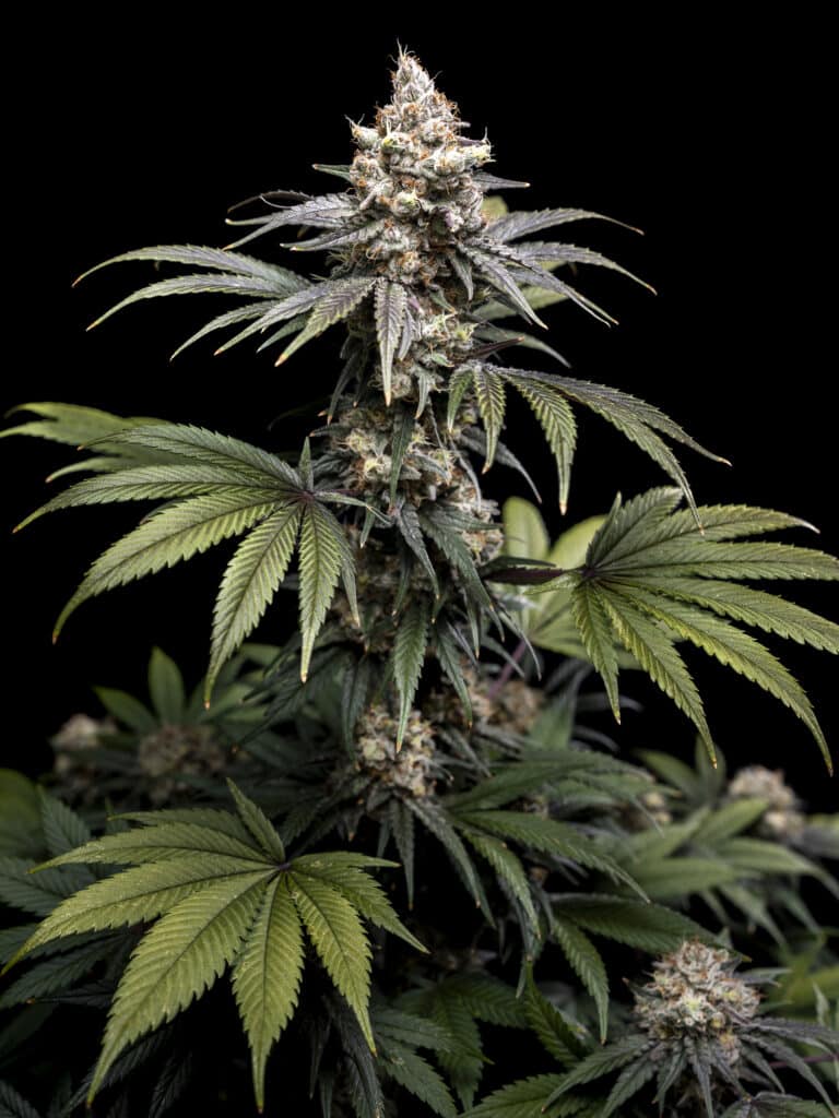 Tropic Gem