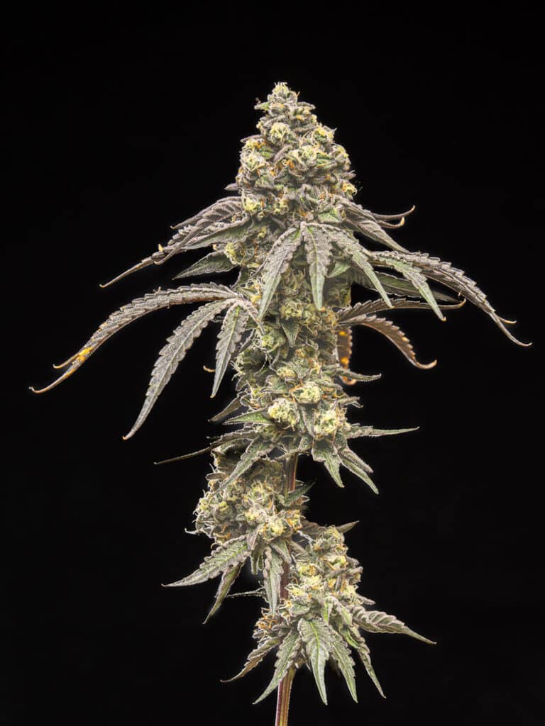 Creamy Kush Gas
