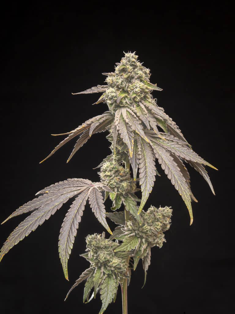 Tropical Kush Fuel