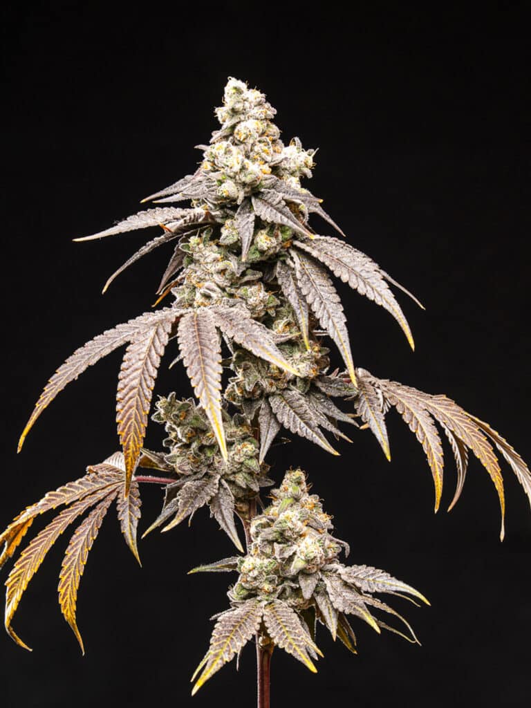 Frosty Rainbow
