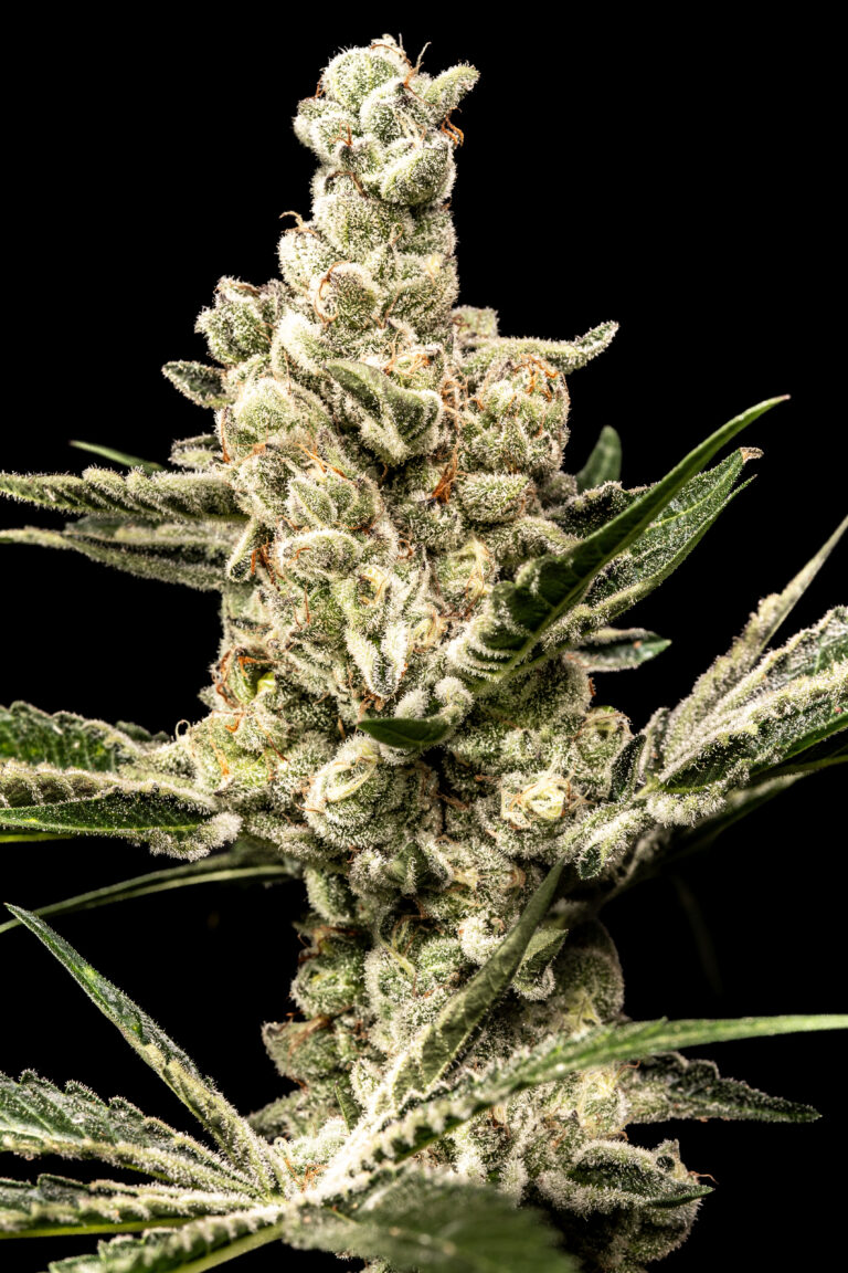 Pulpa de Naranja